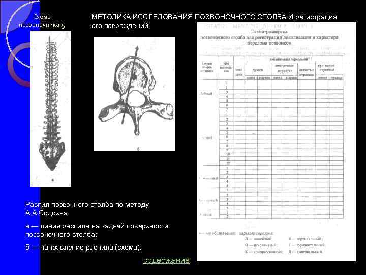 Схема позвоночника-5 МЕТОДИКА ИССЛЕДОВАНИЯ ПОЗВОНОЧНОГО СТОЛБА И регистрация его повреждений Распил позвочного столба по