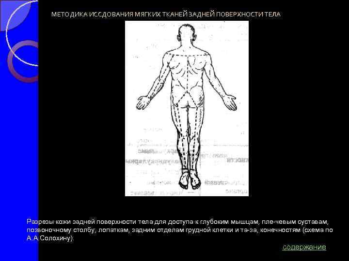 МЕТОДИКА ИССДОВАНИЯ МЯГКИХ ТКАНЕЙ ЗАДНЕЙ ПОВЕРХНОСТИ ТЕЛА Разрезы кожи задней поверхности тела для доступа