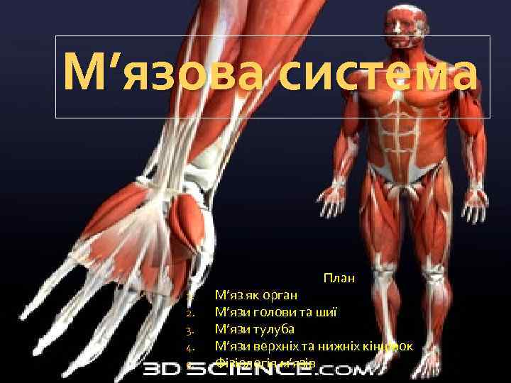 М’язова система План 1. 2. 3. 4. 5. М’яз як орган М’язи голови та