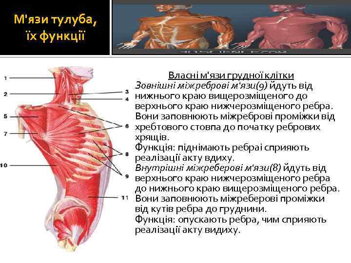 М'язи тулуба, їх функції Власні м'язи грудної клітки Зовнішні міжреброві м'язи(9) йдуть від нижнього