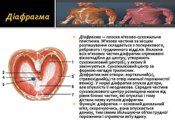 Діафрагма — плоска м'язово-сухожильна пластинка. М'язова частина за місцем розташування складається з поперекового, ребрового