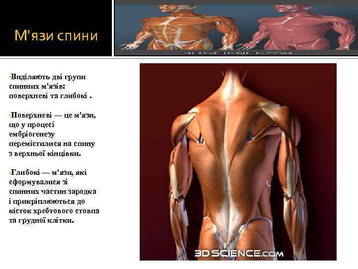 М'язи спини • Виділяють дві групи спинних м'язів: поверхневі та глибокі. • Поверхневі —