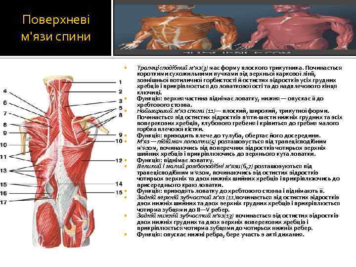 Поверхневі м'язи спини Трапецієподібний м'яз(3) має форму плоского трикутника. Починається короткими сухожильними пучками від