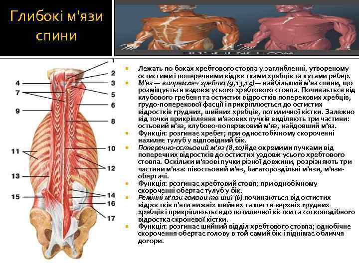Глибокі м'язи спини Лежать по боках хребтового стовпа у заглибленні, утвореному остистими і поперечними