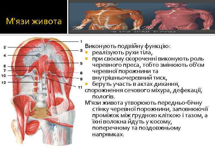 М'язи живота Виконують подвійну функцію: реалізують рухи тіла, при своєму скороченні виконують роль черевного