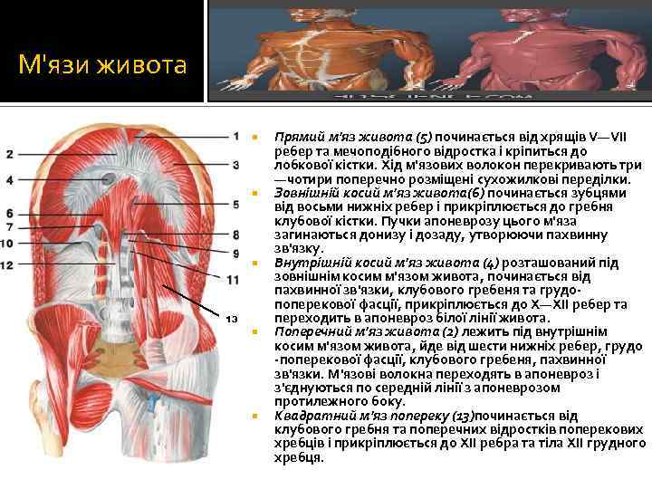 М'язи живота 13 Прямий м'яз живота (5) починається від хрящів V—VII ребер та мечоподібного