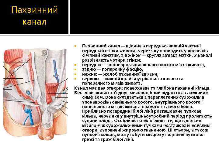 Пахвинний канал — щілина в передньо-нижній частині передньої стінки живота, через яку проходить у