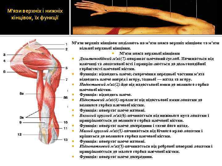 М'язи верхніх і нижніх кінцівок, їх функції М'язи верхніх кінцівок поділяють на м'язи пояса