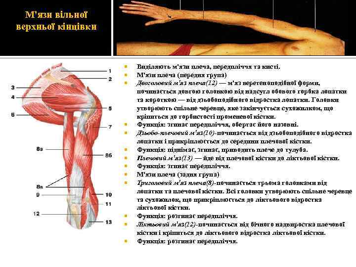 М'язи вільної верхньої кінцівки Виділяють м'язи плеча, передпліччя та кисті. М'язи плеча (передня група)