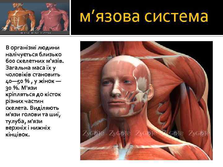 м’язова система В організмі людини налічується близько 600 скелетних м‘язів. Загальна маса їх у