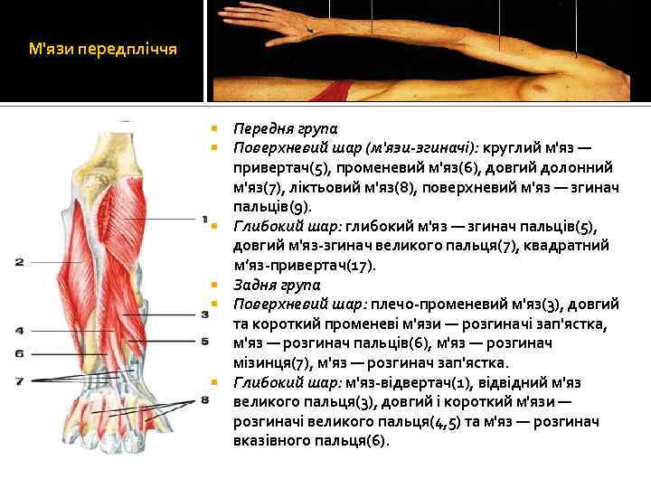 М'язи передпліччя 17 Передня група Поверхневий шар (м'язи-згиначі): круглий м'яз — привертач(5), променевий м'яз(6),