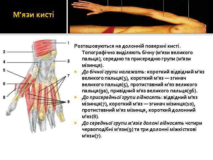 М'язи кисті Розташовуються на долонній поверхні кисті. Топографічно виділяють бічну (м'язи великого пальця), середню