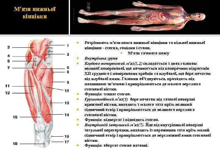 М'язи нижньої кінцівки Розрізняють м'язи пояса нижньої кінцівки та вільної нижньої кінцівки стегна, гомілки