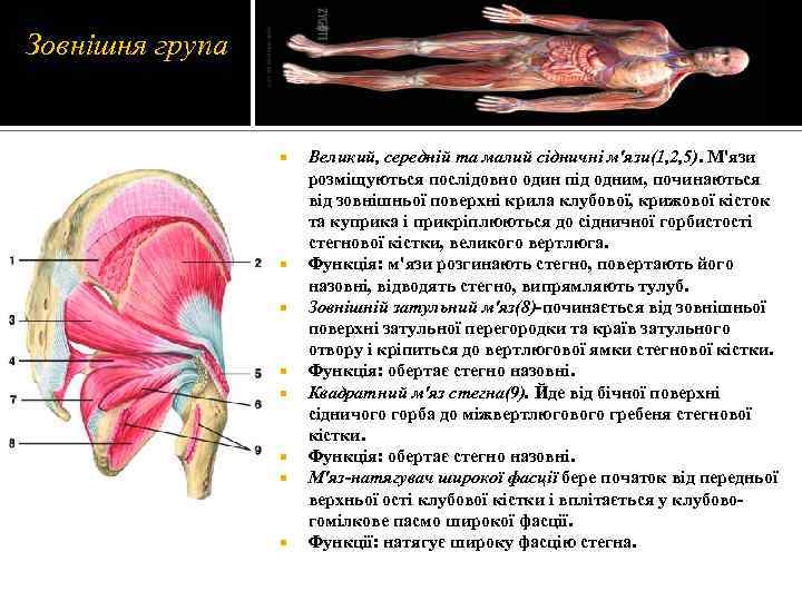 Зовнішня група Великий, середній та малий сідничні м'язи(1, 2, 5). М'язи розміщуються послідовно один