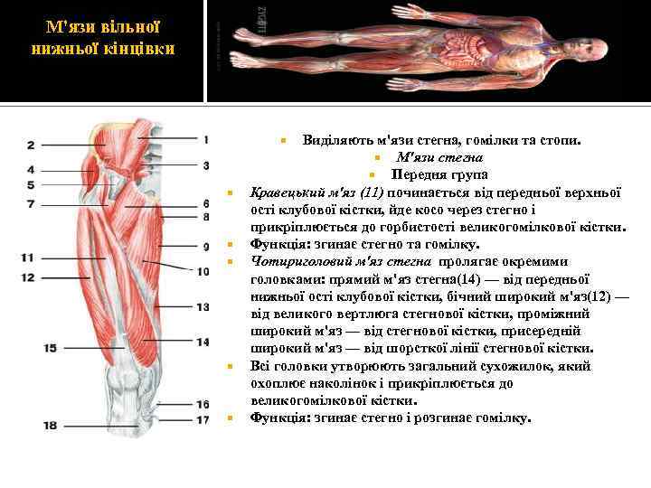 М'язи вільної нижньої кінцівки Виділяють м'язи стегна, гомілки та стопи. М'язи стегна Передня група