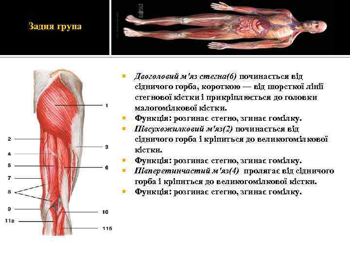 Задня група Двоголовий м'яз стегна(6) починається від сідничого горба, короткою — від шорсткої лінії