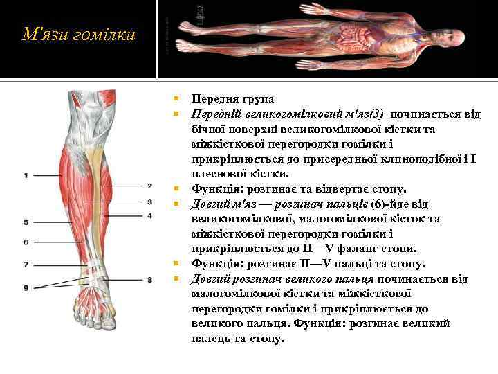 М'язи гомілки Передня група Передній великогомілковий м'яз(3) починається від бічної поверхні великогомілкової кістки та