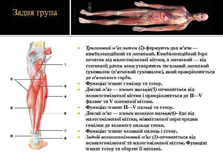 Задня група Триголовий м'яз литки (2)-формують два м'язи — камбалоподібний та литковий. Камбалоподібний бере