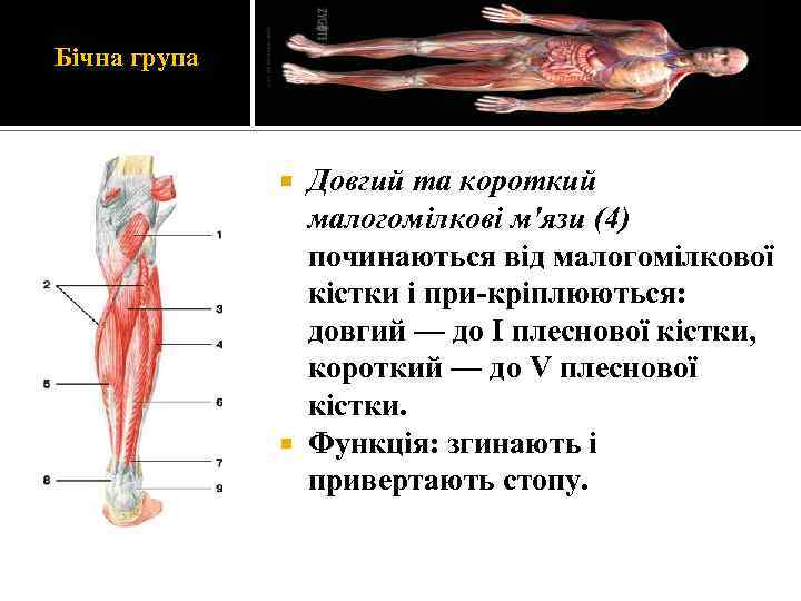 Бічна група Довгий та короткий малогомілкові м'язи (4) починаються від малогомілкової кістки і при