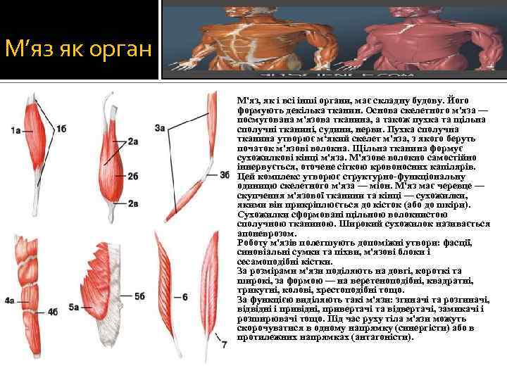 М’яз як орган М'яз, як і всі інші органи, має складну будову. Його формують