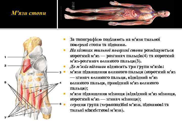 М'язи стопи За топографією поділяють на м'язи тильної поверхні стопи та підошви. На кістках