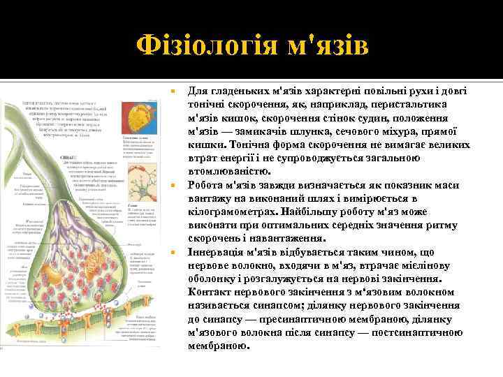 Фізіологія м'язів Для гладеньких м'язів характерні повільні рухи і довгі тонічні скорочення, як, наприклад,