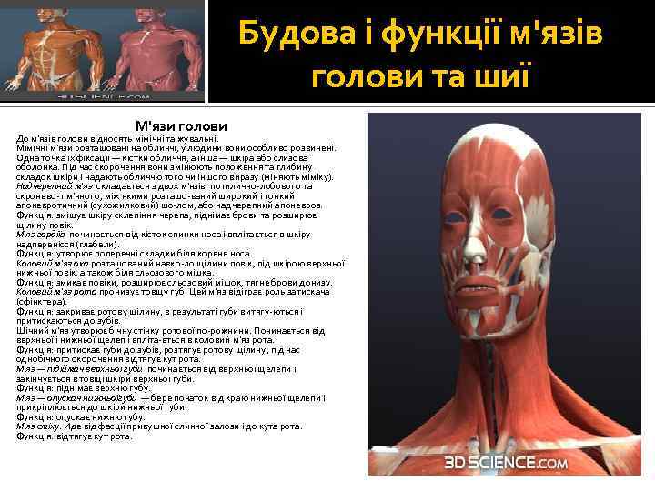 Будова і функції м'язів голови та шиї М'язи голови До м'язів голови відносять мімічні