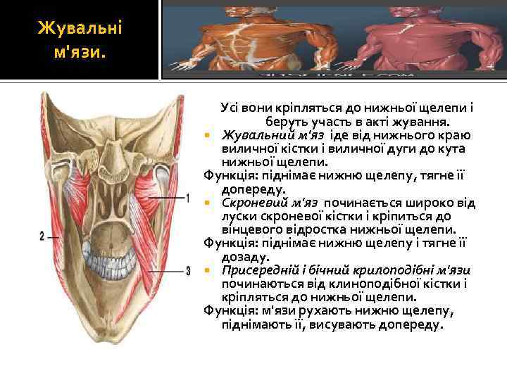 Жувальні м'язи. Усі вони кріпляться до нижньої щелепи і беруть участь в акті жування.