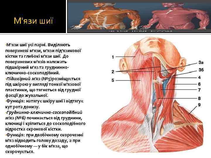 М'язи шиї • М'язи шиї усі парні. Виділяють поверхневі м'язи, м'язи під'язикової кістки та