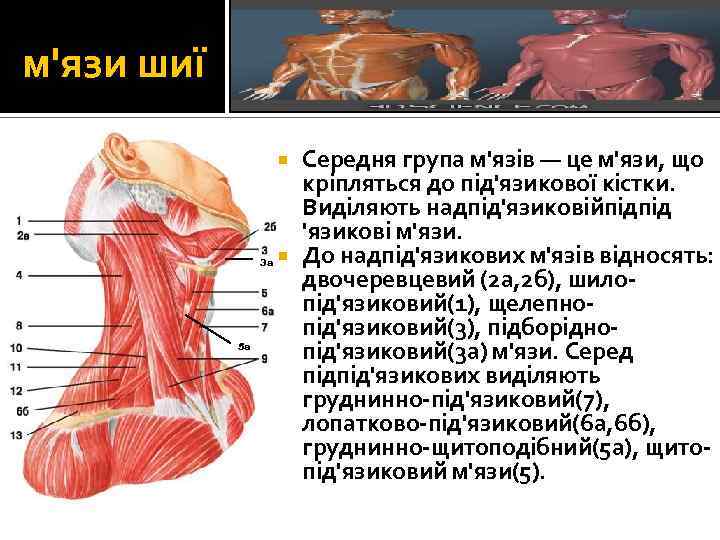м'язи шиї Середня група м'язів — це м'язи, що кріпляться до під'язикової кістки. Виділяють