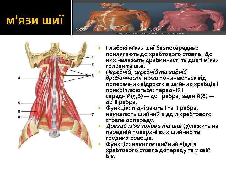 м'язи шиї Глибокі м'язи шиї безпосередньо прилягають до хребтового стовпа. До них належать драбинчасті