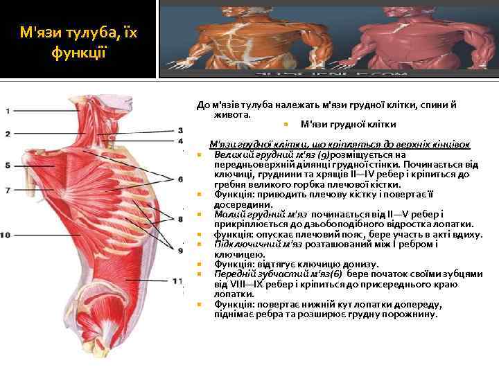 М'язи тулуба, їх функції До м'язів тулуба належать м'язи грудної клітки, спини й живота.