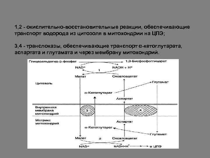 1, 2 - окислительно-восстановительные реакции, обеспечивающие транспорт водорода из цитозоля в митохондрии на ЦПЭ;