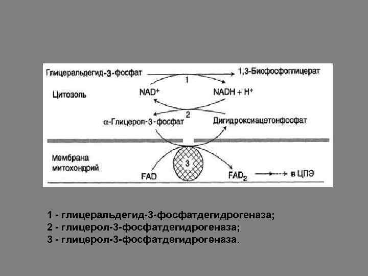 1 - глицеральдегид-3 -фосфатдегидрогеназа; 2 - глицерол-3 -фосфатдегидрогеназа; 3 - глицерол-3 -фосфатдегидрогеназа. 
