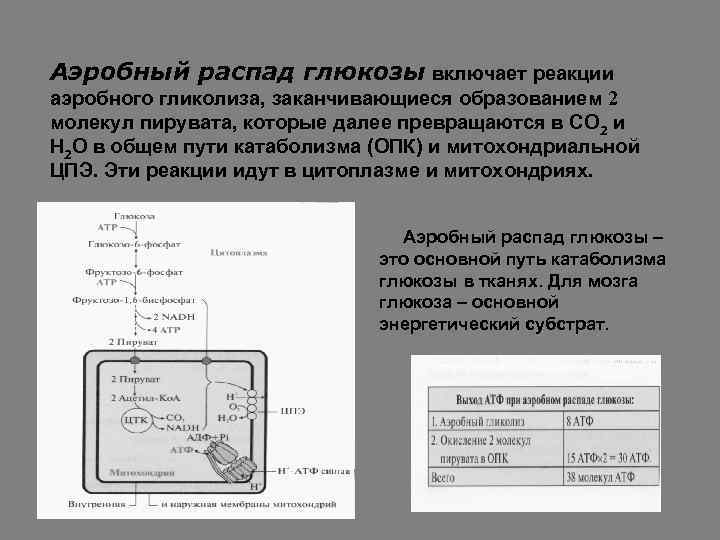 Аэробный распад глюкозы схема