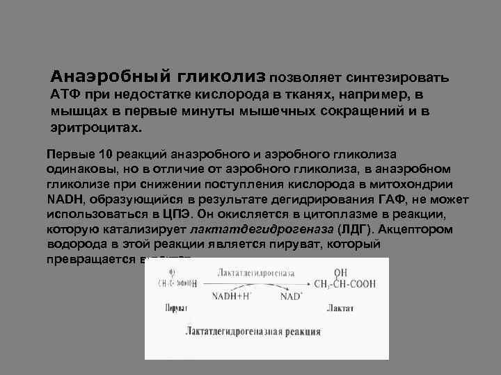 Анаэробный гликолиз позволяет синтезировать АТФ при недостатке кислорода в тканях, например, в мышцах в