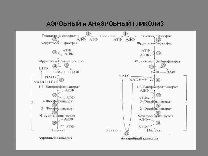 Аэробный распад глюкозы схема