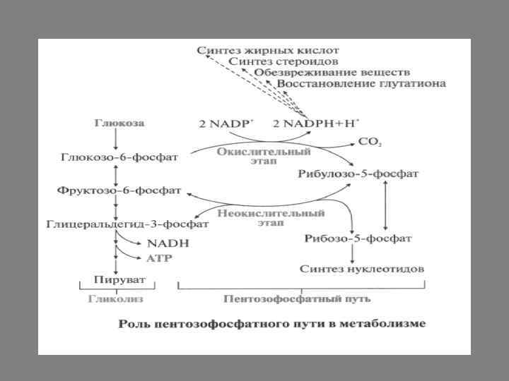 Общая схема катаболизма глюкозы