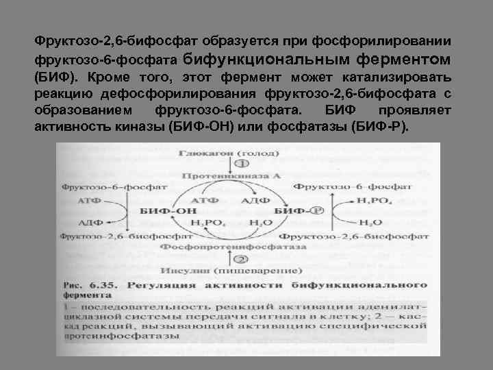 Фруктозо-2, 6 -бифосфат образуется при фосфорилировании фруктозо-6 -фосфата бифункциональным ферментом (БИФ). Кроме того, этот