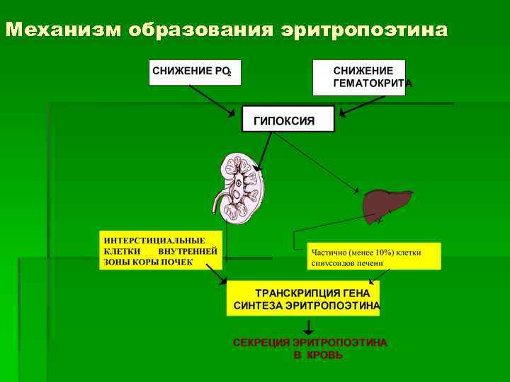 Механизм образования эритропоэтина 