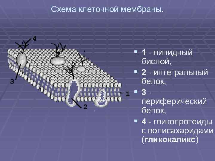 Каким номером на рисунке обозначена структура из которой в дальнейшем образуются мышцы животного