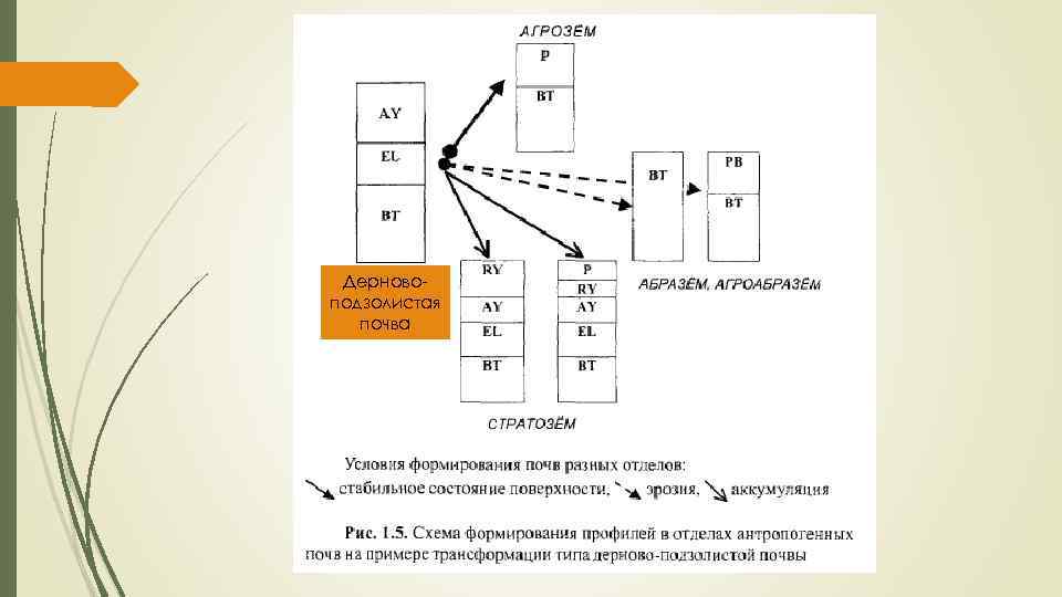 Дерново подзолистая почва 