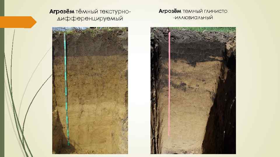 Агрозём тёмный текстурно дифференцируемый Агрозём темный глинисто иллювиальный 