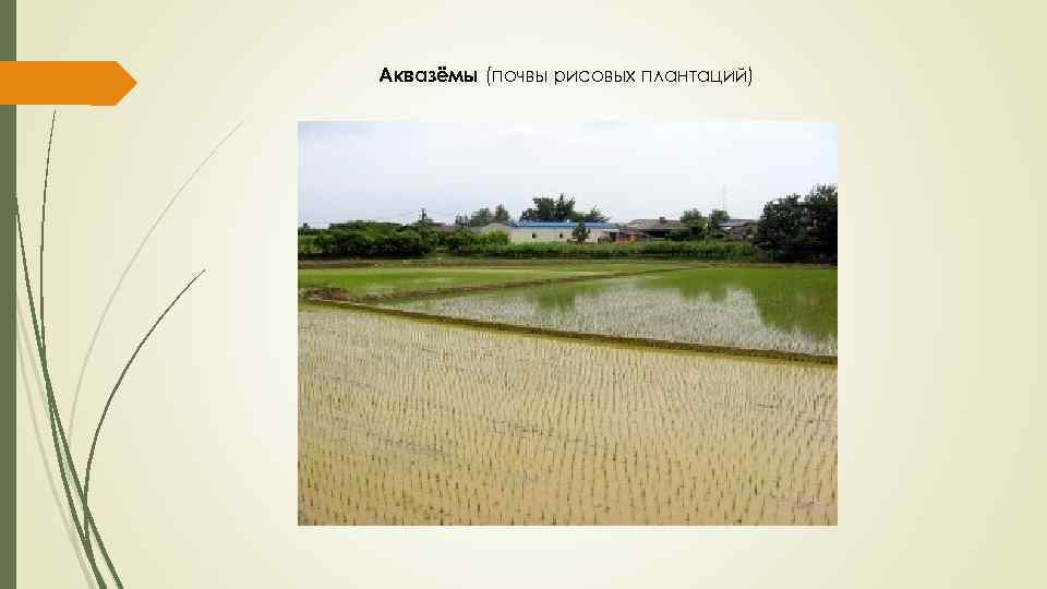 Аквазёмы (почвы рисовых плантаций) 