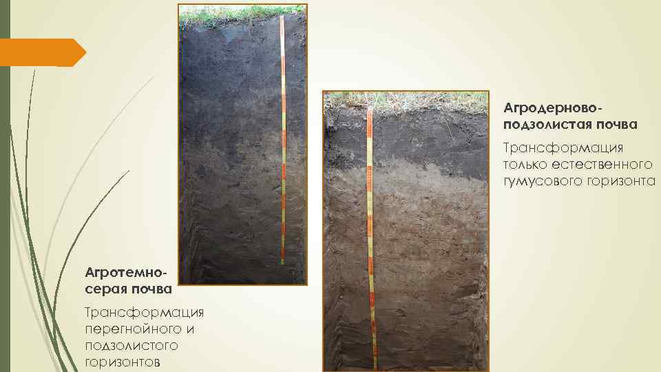 Таблица почвы подзолистая. Гумусовый почвенный Горизонт почвы. Дерново-подзолистые почвы гумусовый Горизонт. Почвенный профиль дерново-подзолистых почв. Почвенные горизонты подзолистых почв.
