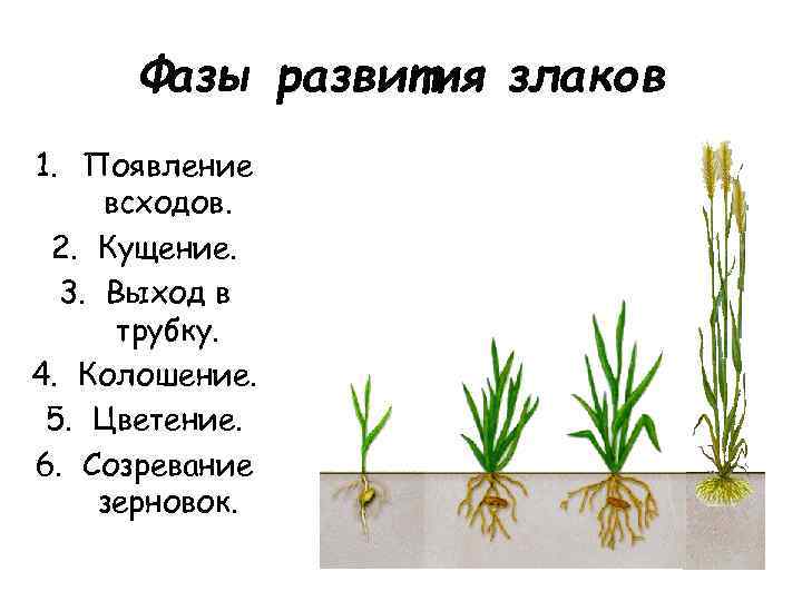 Фазы развития злаков 1. Появление всходов. 2. Кущение. 3. Выход в трубку. 4. Колошение.