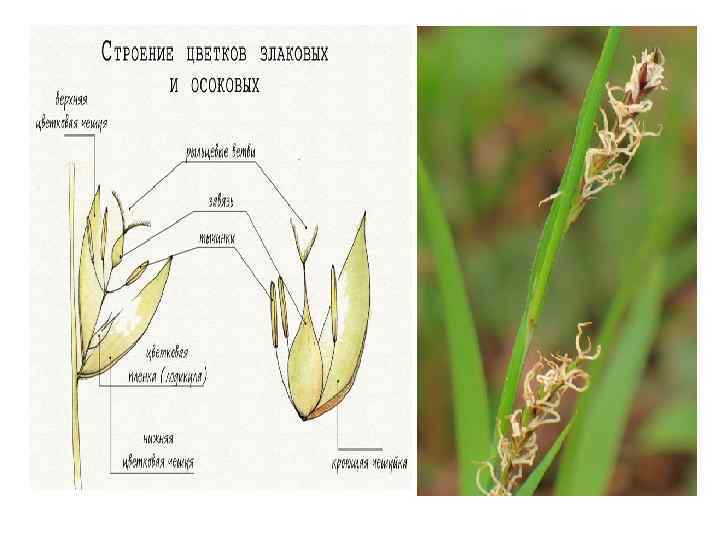 Цветок злака строение рисунок