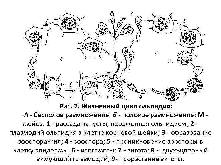 Жизненный цикл размножение. Схема цикла развития ольпидия капустного. Жизненный цикл ольпидия капустного. Ольпидиум капустный цикл развития. Olpidium brassicae. Цикл воспроизведения..