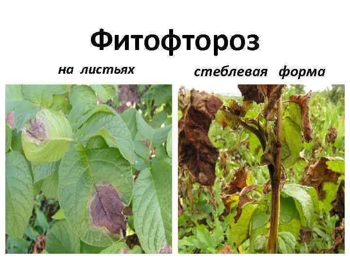 Фитофтороз на листьях стеблевая форма 
