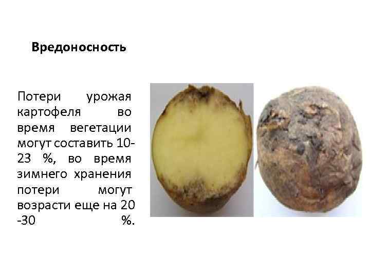 Вредоносность Потери урожая картофеля во время вегетации могут составить 10 23 %, во время